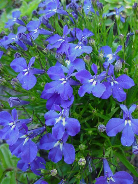 Lobelia (Lobelia Erinus), Mavi Çiçekli Lobelia